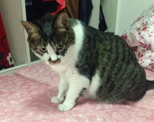 闲着没事千万别去舔猫,不然你会后悔的