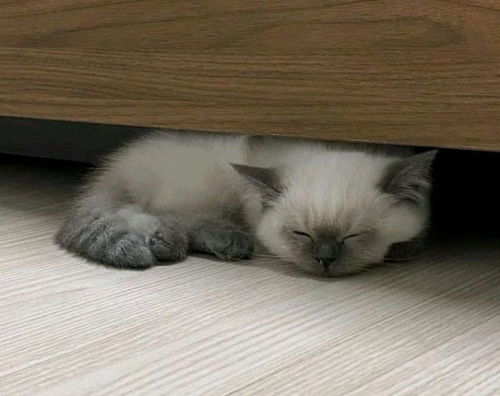 我寻思一只猫能可爱到哪去直到见了它的表情包