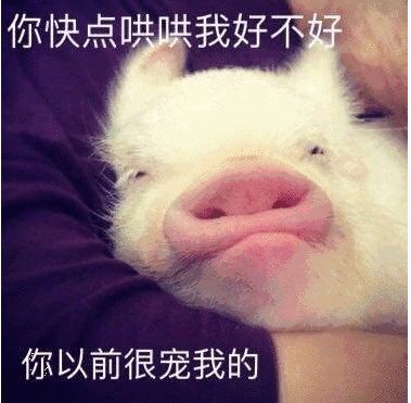 你真是我的掌上明猪表情包大全下载掌上明猪系列表情包合集gif动图下载
