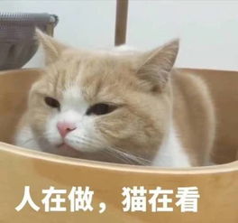 您的睡眠不足修仙表情包到账了,请注意查收网友过于真实