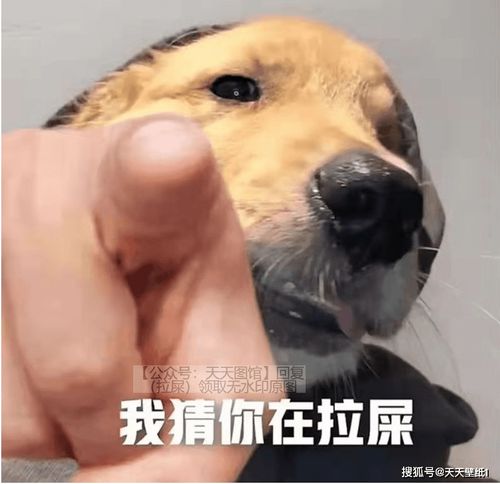 表情包我猜你在拉屎狗头猜你在拉屎表情包趣味表情包分享搞笑表情包热门