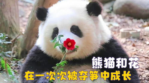 熊猫界的憨憨,每天都在被不同的熊猫欺负,和花弱小无助但能吃