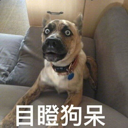 最搞笑我不想多养头猪