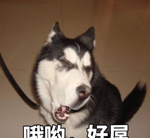 再有钱也不能养这6种狗,特别是第6种,除非家里有矿