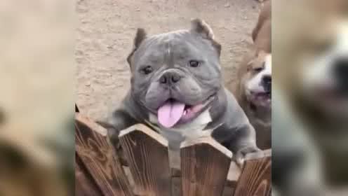 表情这是小时候的美国恶霸犬你会相信吗太萌太可爱表情