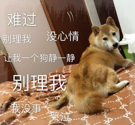 表情包跟我说这些没用,你会后悔的