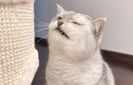 吃货狸花猫,咬了窝后秒变表情包,嫌弃的飞机耳都出来了