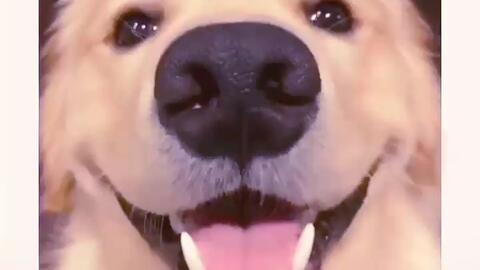抖音里会笑的狗子