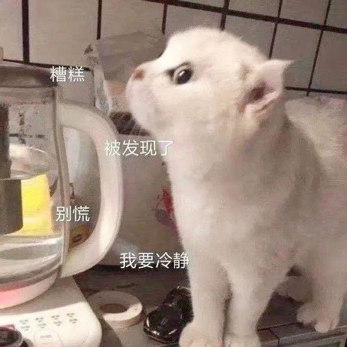 绝了只用一盒彩铅笔,做猫狗双全的人生赢家云吸萌宠的正确打开方式