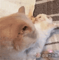 妈,别舔了,再舔就秃噜皮了第2523期