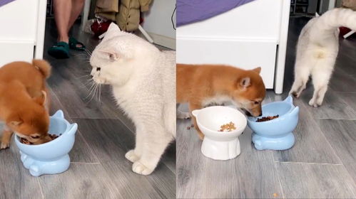 哪里来的穷亲戚小柴犬干饭时疯狂抽搐,猫咪一脸嫌弃的离开