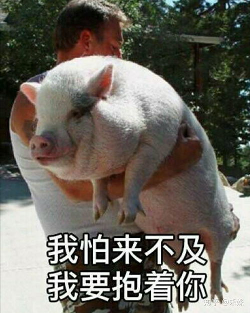 猪打滚表情包搞笑