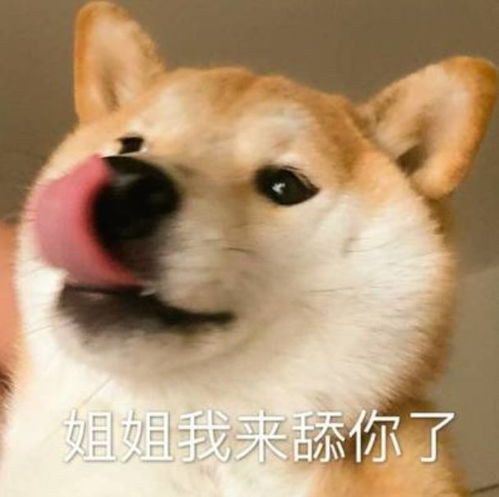 狗子跳起来的表情包舔狗