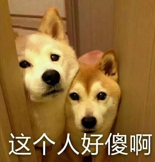 我家狗,以为它是我亲生的,还有救吗