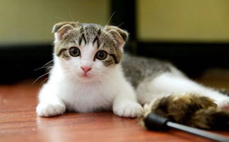 猫猫便秘吃什么猫粮,猫咪便秘吃什么