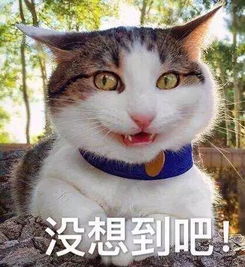 我如何三天就写完了毕业论文