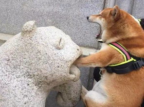 你猜为什么我会有那么多表情包因为我养了一只柴犬