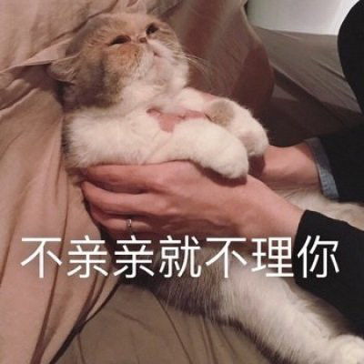 表情包小猫咪能有什么坏心眼呢