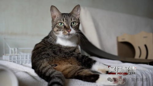 家中养了15只猫,噪音异味让邻居不堪其扰,法院减少至5只以下