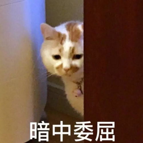 宁波家长竞选家委会也一样疯狂内情竟然是