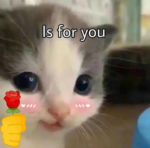 猫猫拿玫瑰花表情包