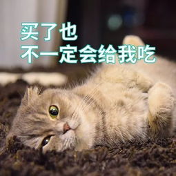 你以为吸猫吸狗只是一种比喻,一种形容吗错养了以后你才真正明白一切......
