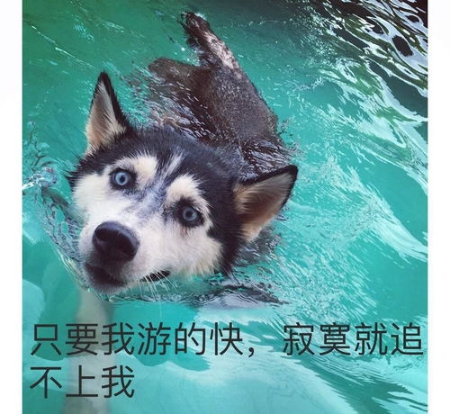 二哈又双叒叕下水游泳啦又是一波表情包,快来收藏吧