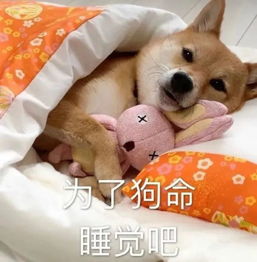 睡不着表情包一套金毛
