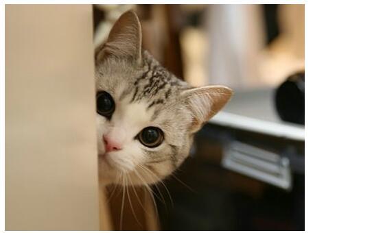 猫咪看着主人吃的火锅,口水都快流出来了