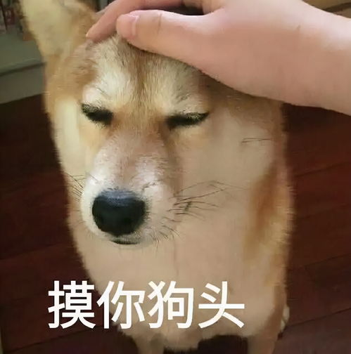这年头,猫和狗都谈恋爱了,你还好意思说你是单身狗