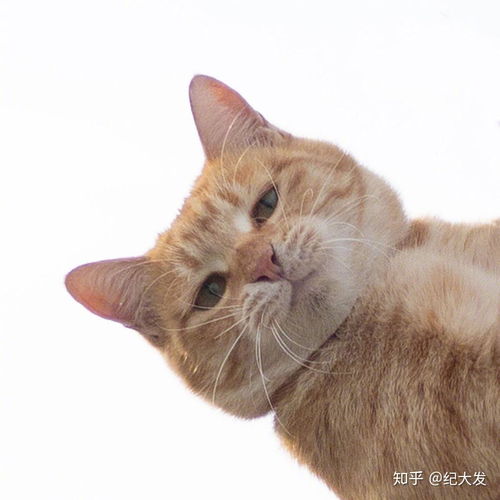 猫有哪些帅气的姿势