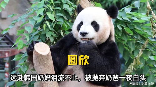 远赴韩国奶妈泪流不止,被抛弃奶爸一夜白头,熊猫与饲养员的故事