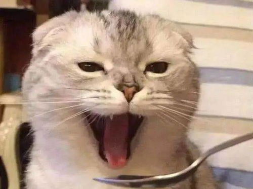 猫咪不吃东西怎么办这几个方法里,总有一个能解决问题