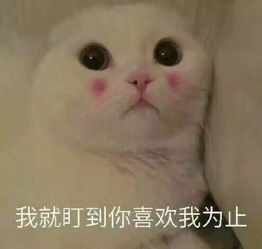 新手必入的超平价国产化妆套刷最低只要元