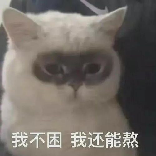 表情包已读,但不知道怎么接,要不你再说句别的