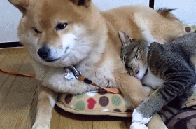 狗狗被黏人猫咪牢牢抱住,表情好无奈