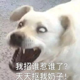 你一公狗,长那么多奶子干嘛