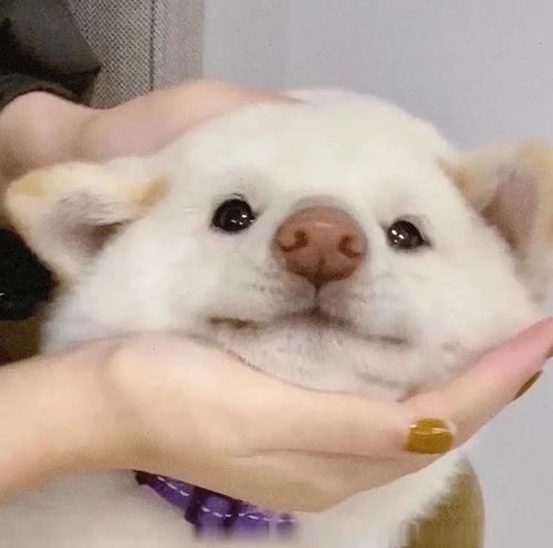 蹦迪表情包