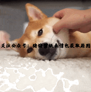 可爱的小动物表情包,柴犬表情包,猫猫表情包