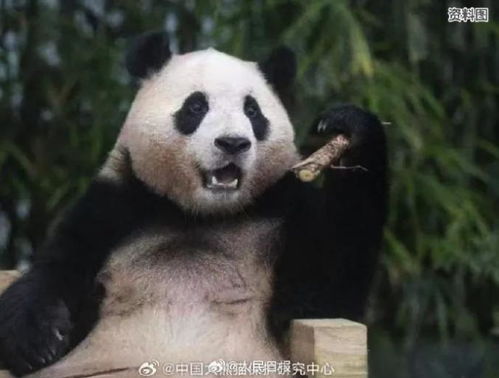 期待福宝闪亮登场看福最佳时间请查收