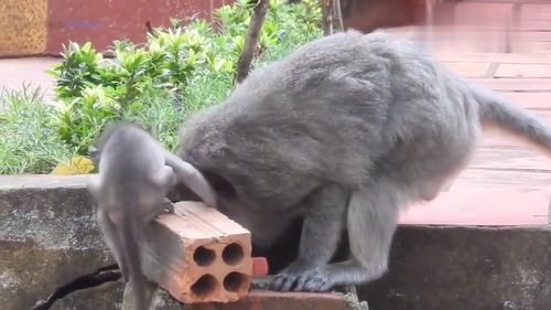猴妈妈给小猴子讲道理,注意它的表情,千万别笑