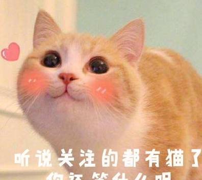 影帝级别的牛奶猫,两只圆圆的大眼睛,随手照一张都是表情包