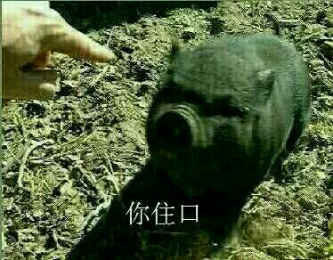 按住躁动的你猪表情包