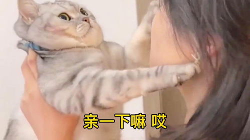 我家猫也太双标了亲妈妈和亲女朋友的表情,完全判若两猫