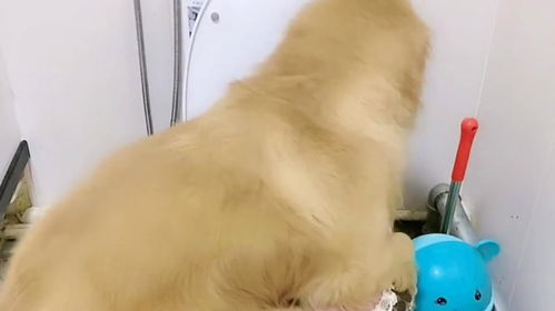 爸爸给金毛妞妞打疫苗,它靠在妈妈身上,毛孩子最怕打针了