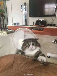 主人逗猫时拍下的照片,果然养猫后表情包都不缺了