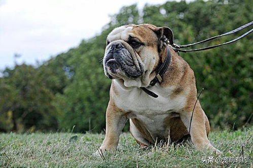 美国斗牛犬,表情富有韵味,风格独特,对主人充满了爱和忠诚