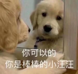 聊天用沙雕猫猫狗狗表情包