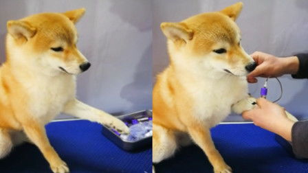 表情强装镇定柴犬抽血主动伸爪表情淡定其实后腿悄悄在颤抖表情