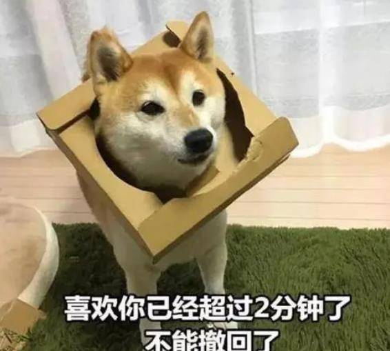 一只狗是如何分辨主人的它独特的行为表现会告诉你
